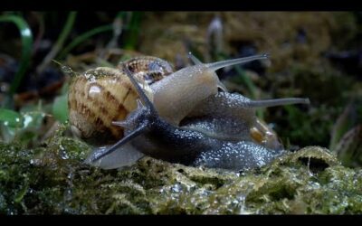 Slow down with Snails and Slugs I Relax With Nature I BBC Earth