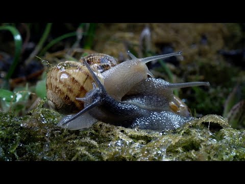 Slow down with Snails and Slugs I Relax With Nature I BBC Earth