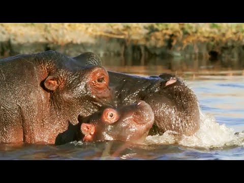 Mothers of the Animal Kingdom | BBC Earth