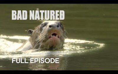 Rare Otter Encounter Takes Shocking Turn | Bad Natured | BBC Earth