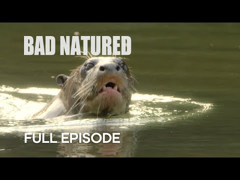 Rare Otter Encounter Takes Shocking Turn | Bad Natured | BBC Earth