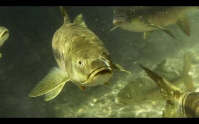 The Largest Carp in the World | Ganges | BBC Earth| BBC Earth