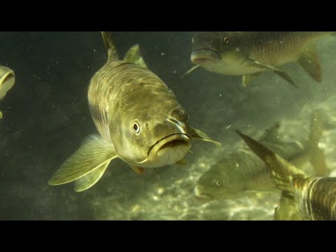 The Largest Carp in the World | Ganges | BBC Earth| BBC Earth