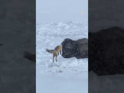 This red fox is on the hunt 🦊 #AmericatheBeautiful #wildlife #shorts