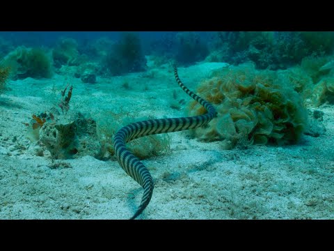 70-Year-Old’s Who Hunt Venomous Snakes Using Their Bare Hands| 4K UHD | BBC Earth