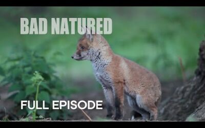 Cannibalism in Urban Fox Den I Bad Natured I BBC Earth