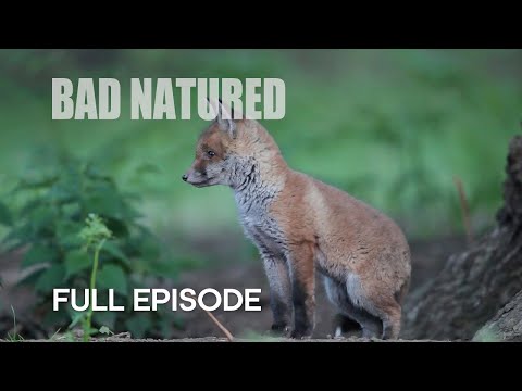 Cannibalism in Urban Fox Den I Bad Natured I BBC Earth