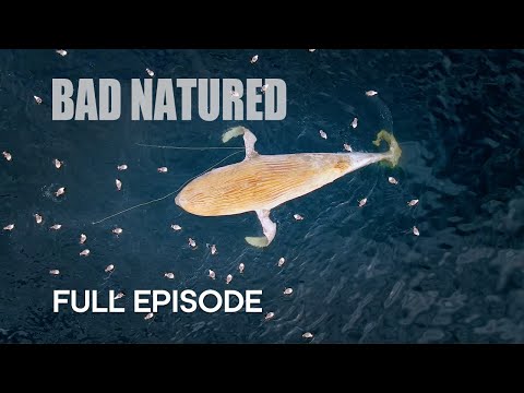 Harrowing Ocean Encounter with Baby Whale | Bad Natured | BBC Earth