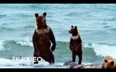 Humans Living Alongside Brown Bears | 4KUHD | Japan: Earth’s Enchanted Islands | BBC Earth