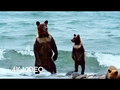 Humans Living Alongside Brown Bears | 4KUHD | Japan: Earth’s Enchanted Islands | BBC Earth