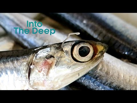 Deep Sea Parasites Flourishing in Marine Ecosystems | Into The Deep | BBC Earth