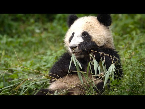 China: Nature’s Ancient Kingdom | 4KUHD | BBC Earth