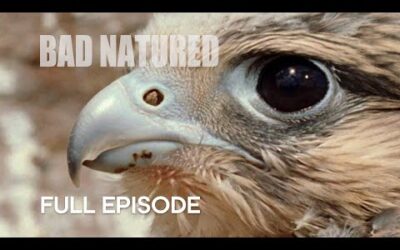 A Lesson in Hunting | Bad Natured | BBC Earth