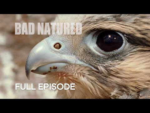 A Lesson in Hunting | Bad Natured | BBC Earth