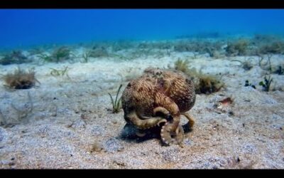 The Octopus with Nine Brains | Spy In The Ocean | BBC Earth