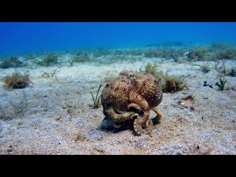 The Octopus with Nine Brains | Spy In The Ocean | BBC Earth