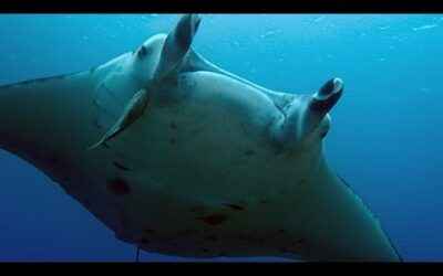 Manta Ray Gets a Spring Clean | 4KUHD | Japan: Earth’s Enchanted Islands | BBC Earth