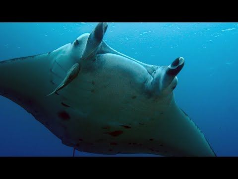 Manta Ray Gets a Spring Clean | 4KUHD | Japan: Earth’s Enchanted Islands | BBC Earth