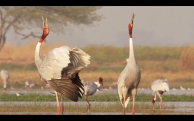 Paddy Fields Offer Sanctuary for Wild Birds I Ganges | BBC Earth