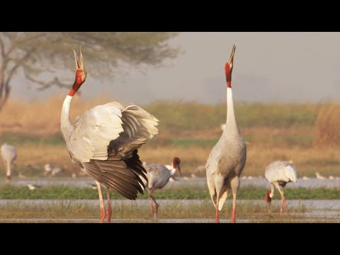 Paddy Fields Offer Sanctuary for Wild Birds I Ganges | BBC Earth