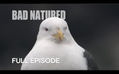 Gull Turns From Scavenger To Predator | Bad Natured | BBC Earth