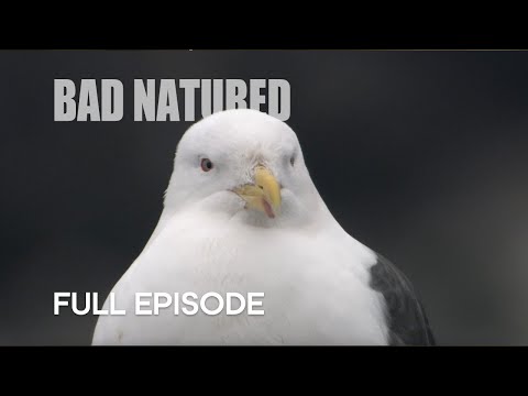 Gull Turns From Scavenger To Predator | Bad Natured | BBC Earth