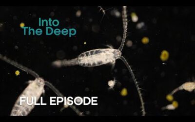 The Biggest Migration on the Planet | Into the Deep | BBC Earth