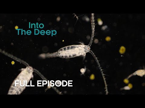 The Biggest Migration on the Planet | Into the Deep | BBC Earth