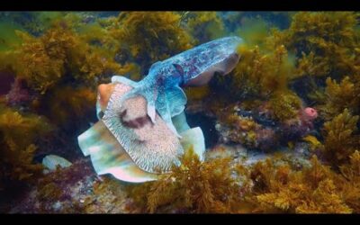 Robot Communicates with Male Cuttlefish | Spy In The Ocean | BBC Earth