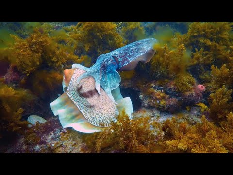 Robot Communicates with Male Cuttlefish | Spy In The Ocean | BBC Earth