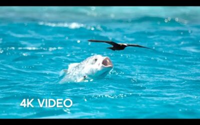 Fish Vs Bird | 4KUHD | Blue Planet II | BBC Earth