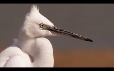 An Indian Paradise for Birds | Ganges | BBC Earth