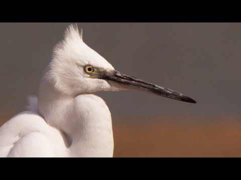 An Indian Paradise for Birds | Ganges | BBC Earth