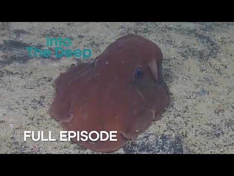 Robots Explore the Deep Ocean I Into the Deep | BBC Earth