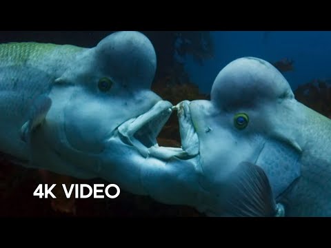 The Sex-Shifting Fish | 4KUHD | Blue Planet II | BBC Earth