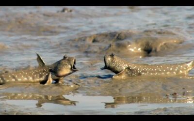 Walking Fish and Fiddler Crabs Dine on a Muddy Buffet | Ganges | BBC Earth