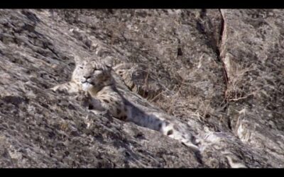 The Race to Find the Mysterious Snow Leopard | Snow Leopard Beyond the Myth | BBC Earth