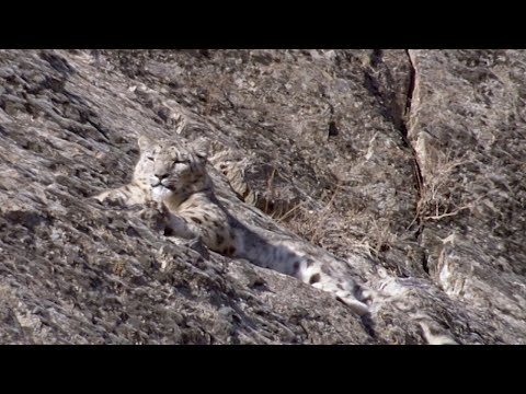 The Race to Find the Mysterious Snow Leopard | Snow Leopard Beyond the Myth | BBC Earth