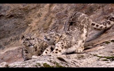 Snow Leopard Cub Learns From Its Mother | Snow Leopards Beyond The Myth | BBC Earth