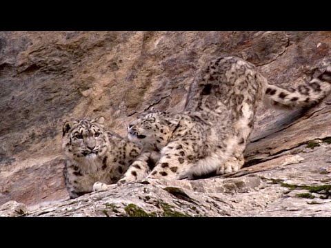 Snow Leopard Cub Learns From Its Mother | Snow Leopards Beyond The Myth | BBC Earth