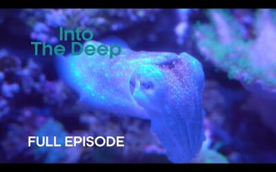 Humbolt Squid Communicate with Light | Into The Deep | BBC Earth