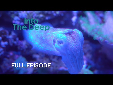 Humbolt Squid Communicate with Light | Into The Deep | BBC Earth