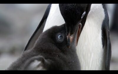 Penguin Siblings Race For Food | Growing Up Wild | BBC Earth