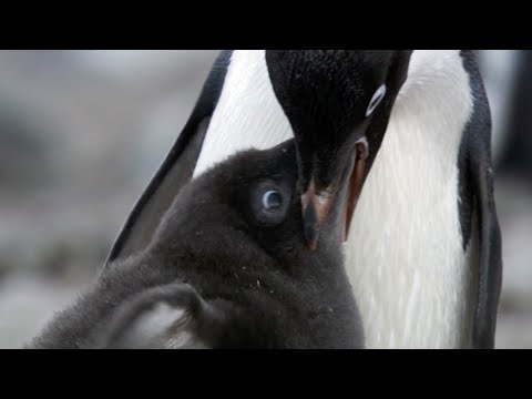 Penguin Siblings Race For Food | Growing Up Wild | BBC Earth