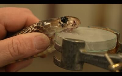 Extracting Venom From Deadly Snakes | 24 Hours With | BBC Earth