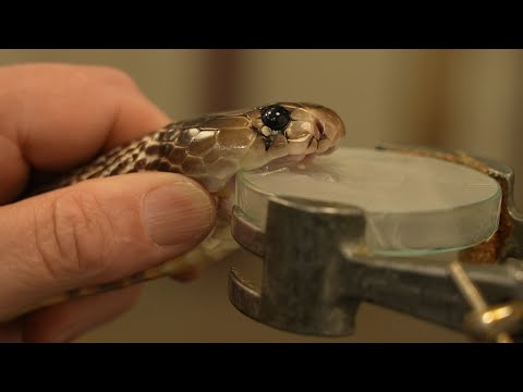 Extracting Venom From Deadly Snakes | 24 Hours With | BBC Earth