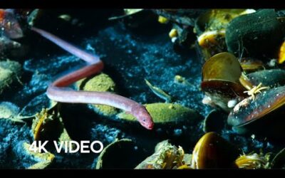 Eel Suffers Toxic Shock | 4K UHD | Blue Planet II | BBC Earth