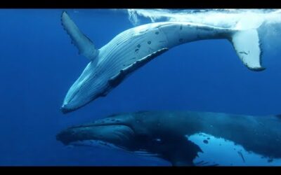 Baby Whale Playtime Gets Dangerous | Spy In The Ocean | BBC Earth