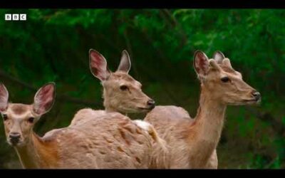 Crane Protects Baby Chick from Deer Herd | 4K UHD | Japan: Earth’s Enchanted Islands | BBC Earth