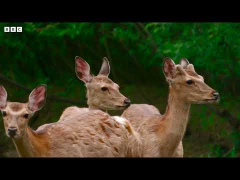 Crane Protects Baby Chick from Deer Herd | 4K UHD | Japan: Earth’s Enchanted Islands | BBC Earth